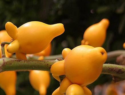 五代同堂是什么生肖?喜欢作答落实解释 五代同堂是什么生肖?喜欢作答落实解释