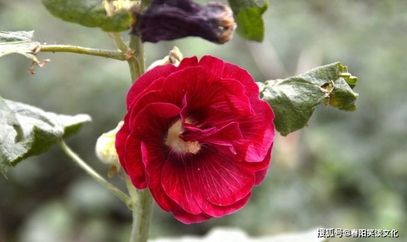 开花结果是什么生肖:最新解释落实