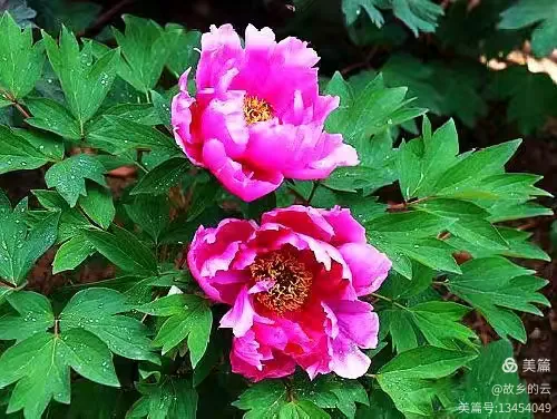 谜语探秘，二前惆怅十牡丹，揭秘准确生肖之谜