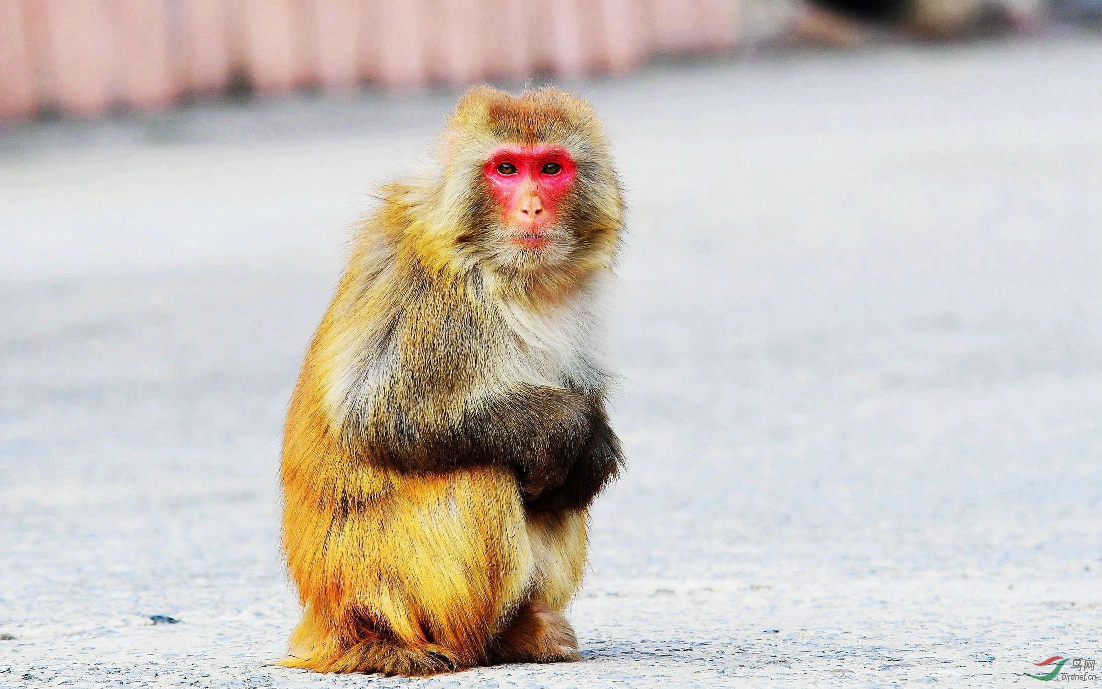 红脸赤颈打一正确生肖、合作作答落实解释