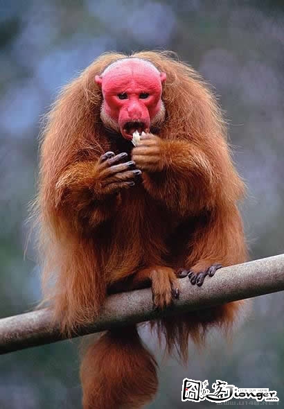 红脸赤颈打一正确生肖、合作作答落实解释