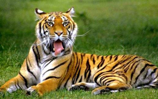 青面獠牙打一正确生肖动物、团结解释落实