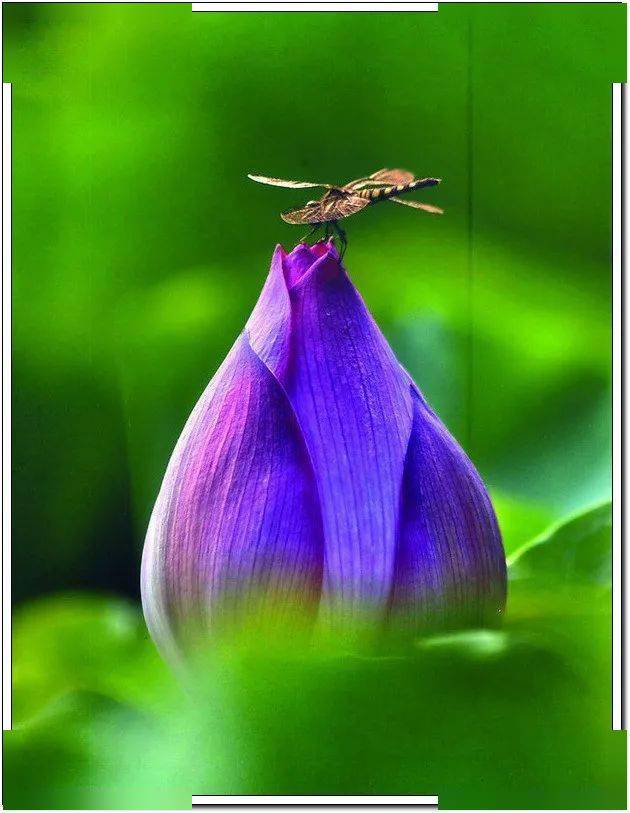 含苞欲放打一准确生肖、最新作答落实解释