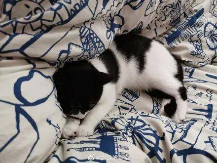 恬不知耻的生肖，揭秘与通用解释落实