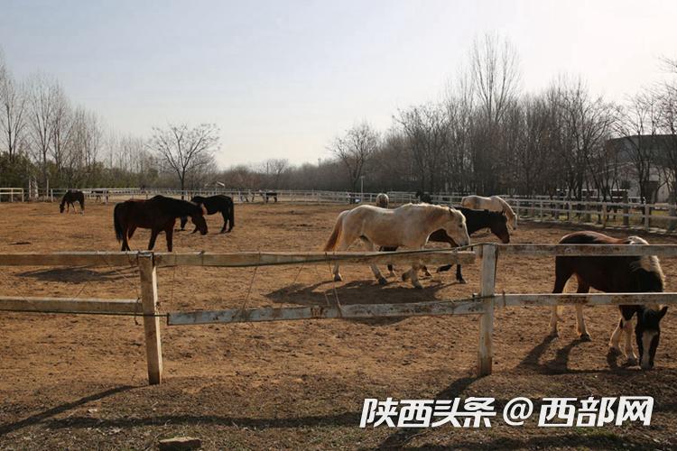 自家养的温馨故事，与生肖马的不解之缘