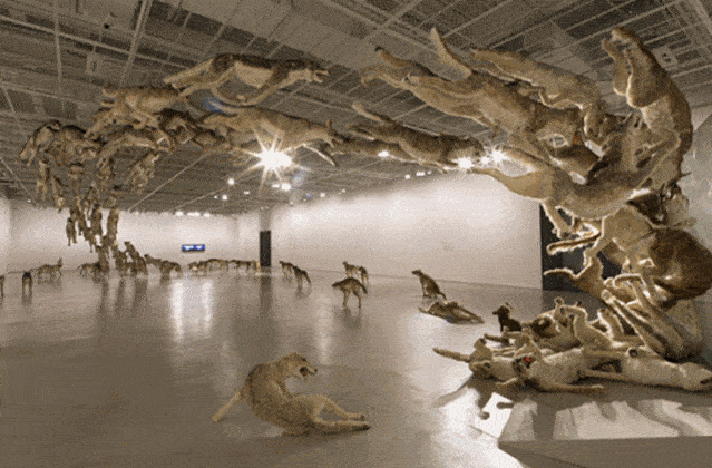 老调重弹打一动物、精准作答落实解释