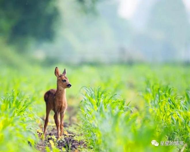 旱情打一正确生肖、值得作答落实解释