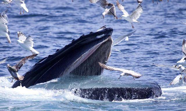 蚕食鲸吞猜一准确生肖动物:详细解释落实