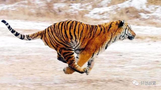 满坐寂然是什么生肖、热议解释落实