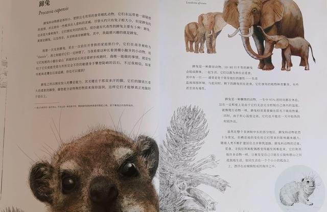 唯唯绸否,探寻背后的生肖奥秘 唯唯绸否,探寻背后的生肖奥秘