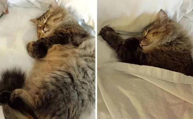 恬不知耻的生肖，揭秘与通用解释落实