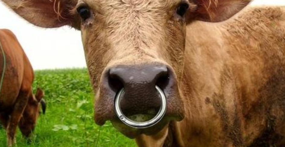 抓牛鼻子猜一动物:词语解析解答落实