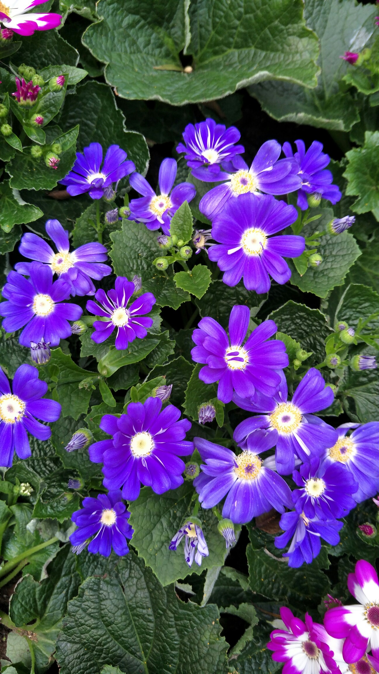 花天酒地是什么生肖?权威揭晓落实