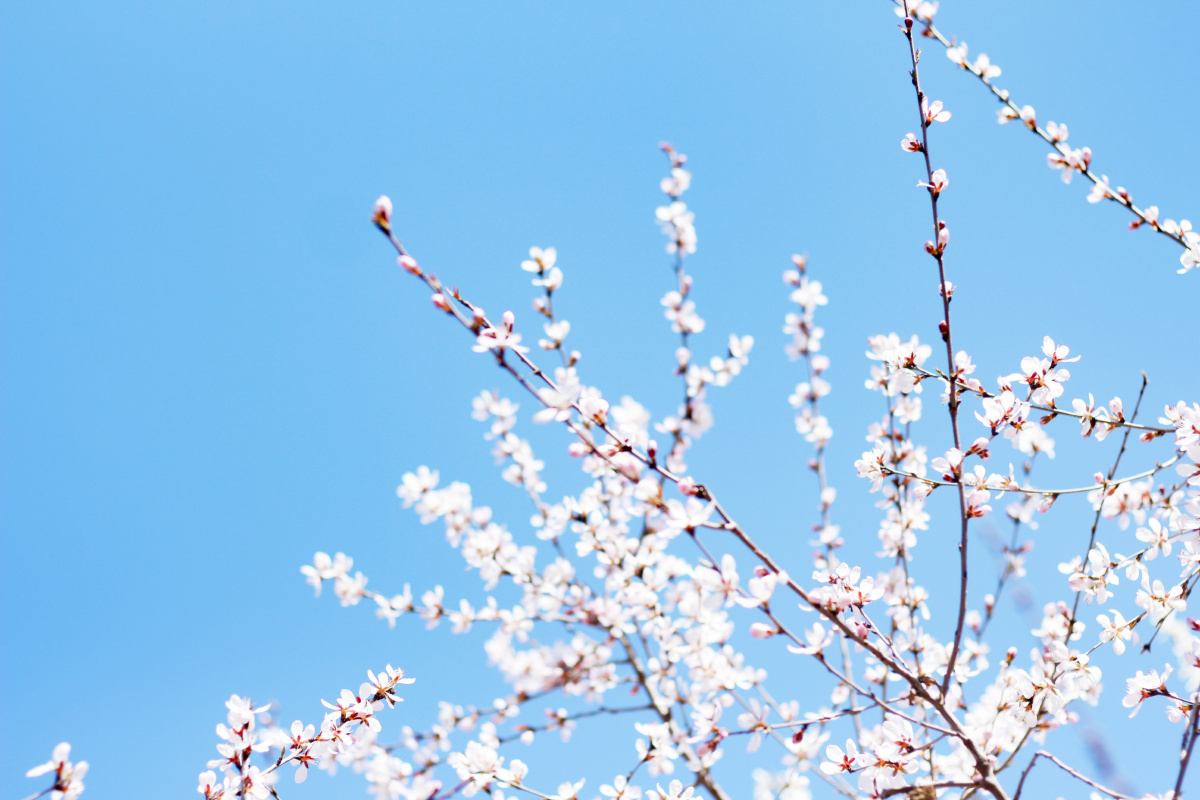 春深似海，谜底揭晓，生肖兔的温婉与智慧