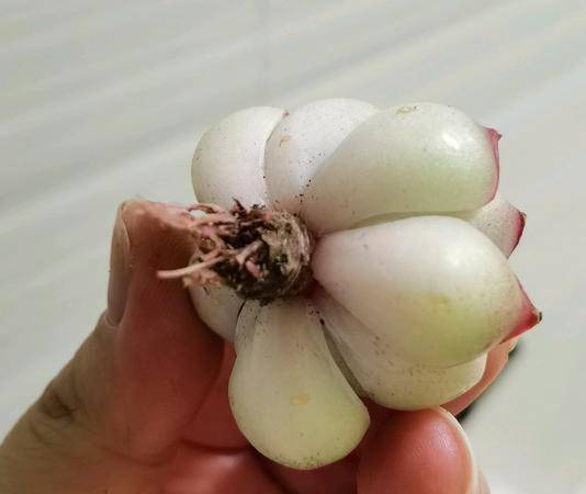 全面揭晓，万无一失的生肖谜题—最佳答案竟是它！