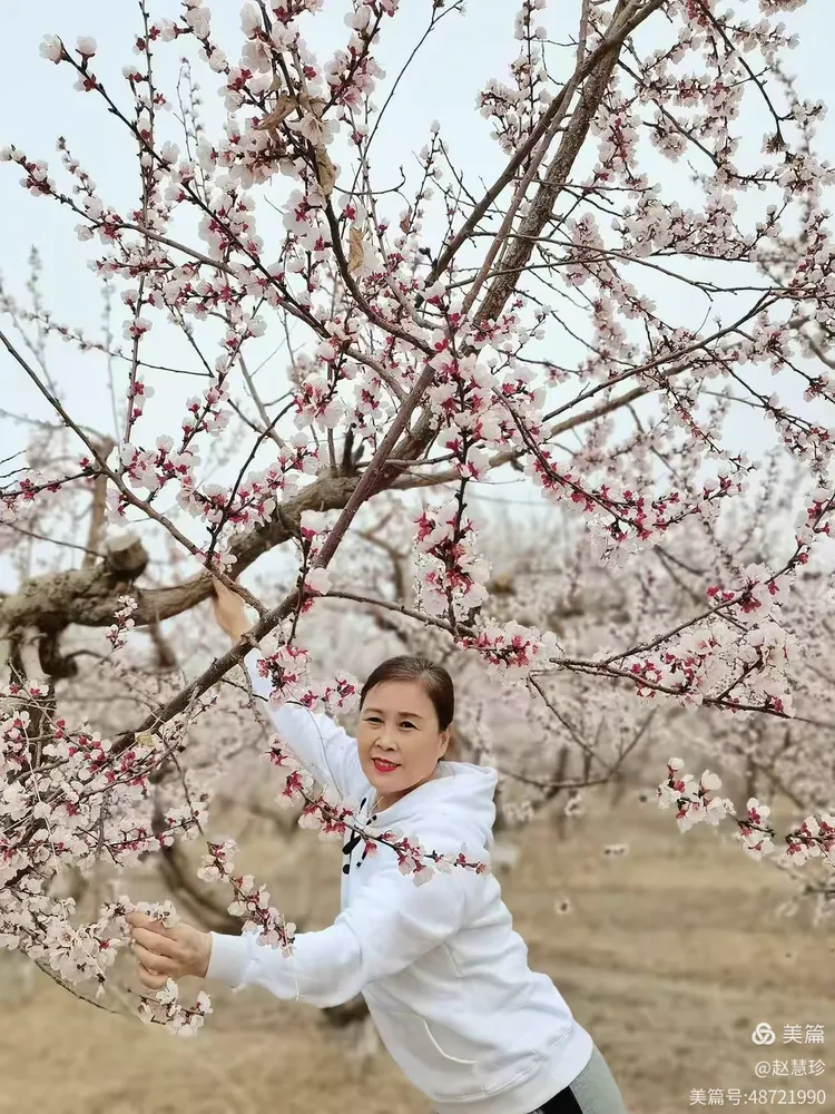 秀才元帅找杏花，生肖之谜的揭晓