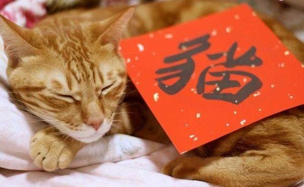 白首如新，网络作答中揭示的生肖谜题