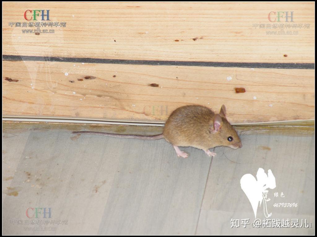 瑟瑟寒风中的生肖智者—鼠