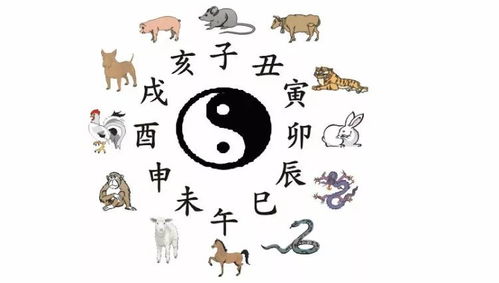 仕女班头，生肖之谜的深度解析与文化解读