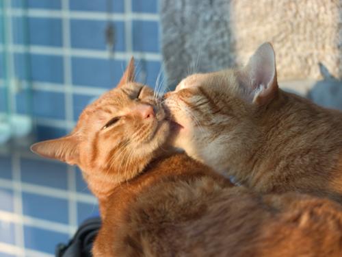 手足相连打一动物、探讨解释落实