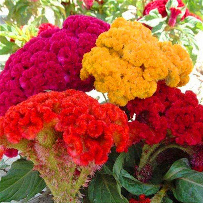 开花结果是什么生肖:最新解释落实