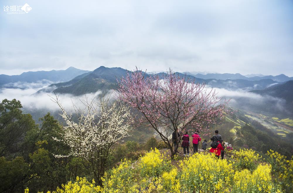 春深似海，谜底揭晓，生肖兔的温婉与智慧