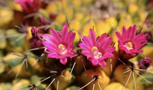 红尘滚滚是什么生肖、真相解释落实