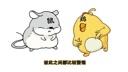 揭秘鼠肚鸡肠背后的生肖奥秘与学习解释的落实