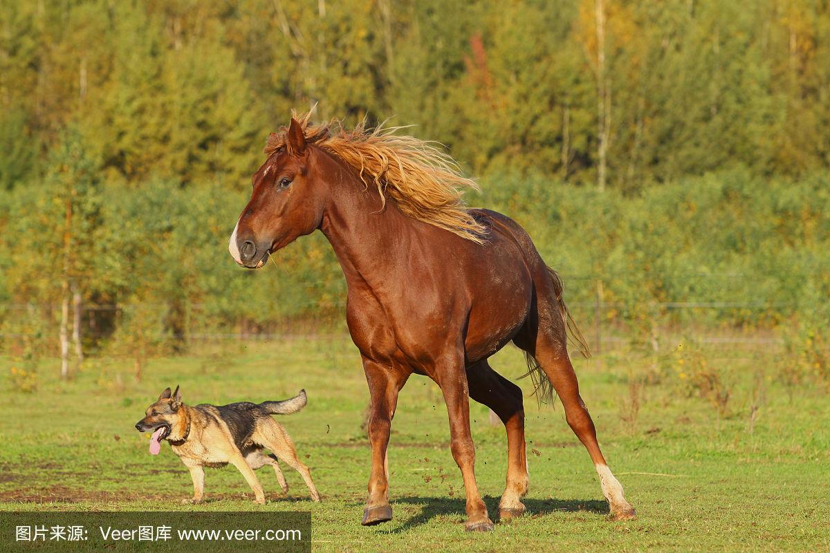声色犬马，探寻生肖中的马与犬