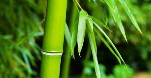 竹子生来节节高是什么生肖打一肖、新型解释落实