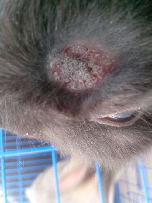 毛头毛脑打一肖、继续解释落实