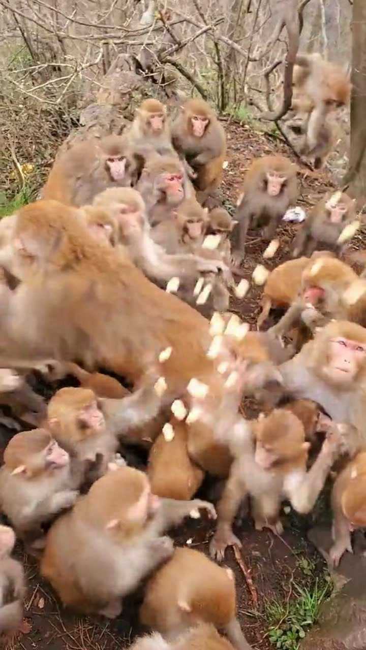 蜂拥而起打一正确生肖、谁来落实解答 蜂拥而起打一正确生肖、谁来落实解答