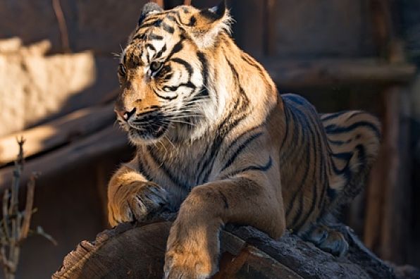 屹然挺立，解读生肖中的坚韧与不屈—以虎为例