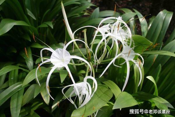 寻花问柳打一最佳生肖、新型解释落实