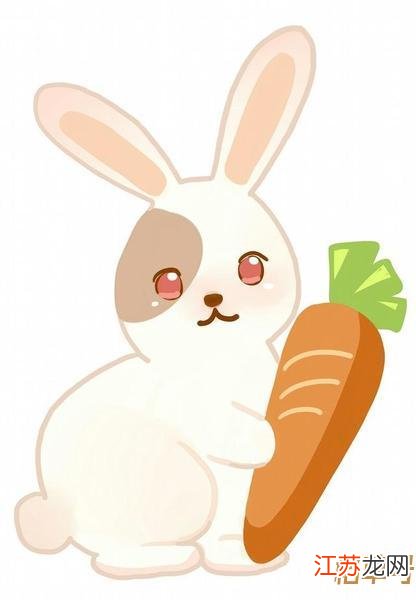 凹凸不平的生肖，生肖兔的独特性格解析