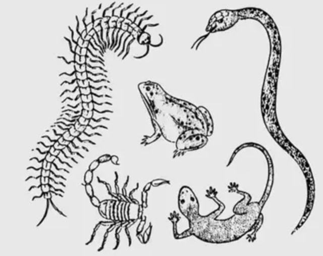 藏头露尾打一正确生肖、通常作答落实解释