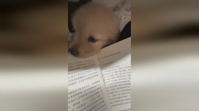 毛头毛脑打一肖、继续解释落实