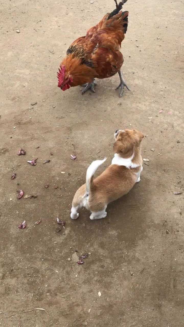 鸡飞狗跳，揭秘生肖背后的智慧与人生启示