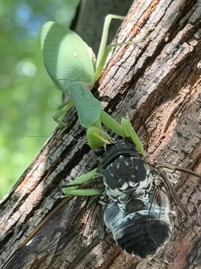 螳螂捕蝉，揭秘蛇生肖背后的智慧与策略