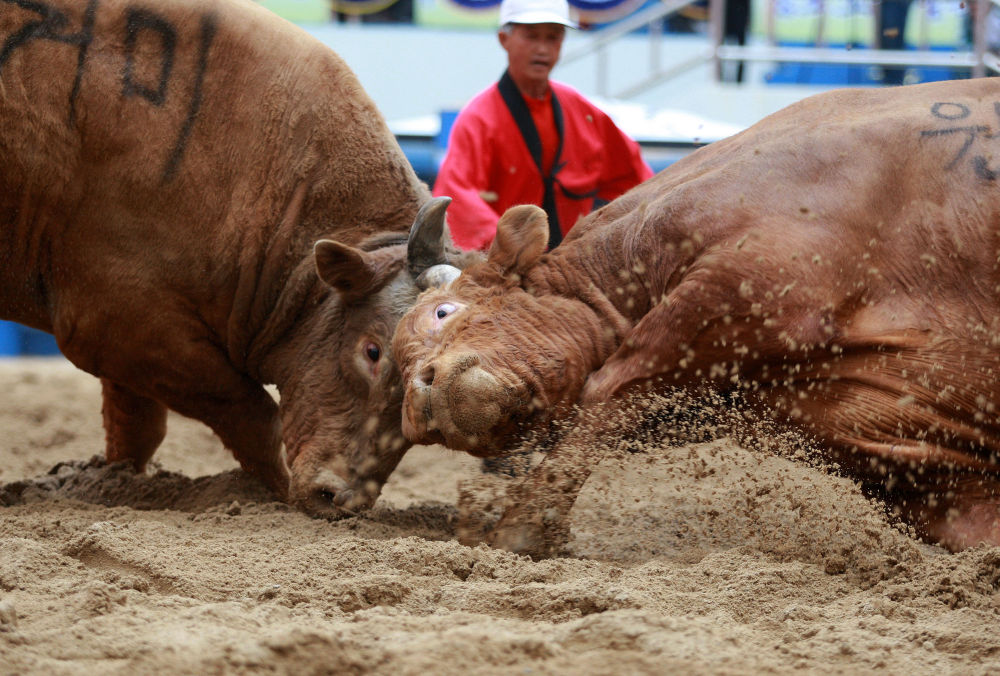 旱情与生肖的神秘联系，揭秘牛为何成为正确答案