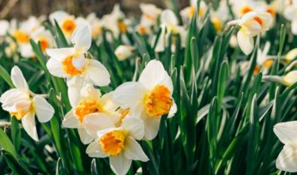 滚瓜溜油打一正确生肖:马上为你揭晓落实 滚瓜溜油打一正确生肖:马上为你揭晓落实