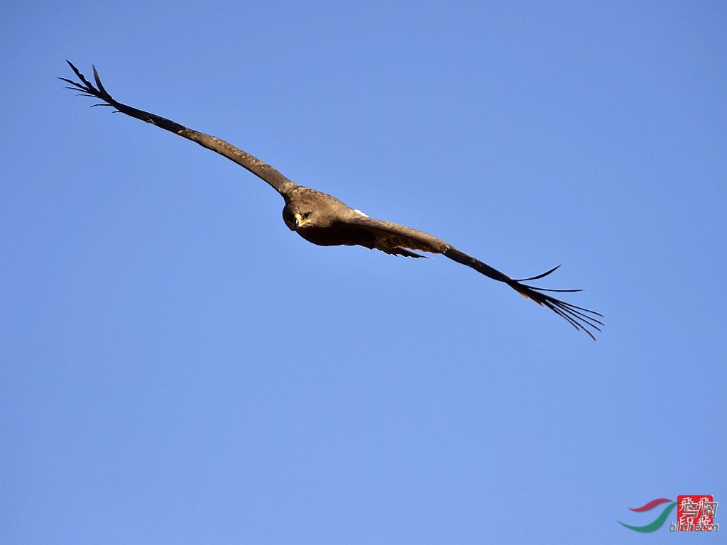 鹏程万里，生肖中的雄鹰之志