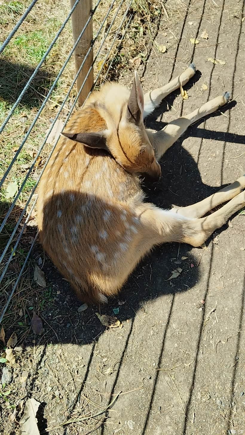 逗留不进猜一动物，探索与发现的奇妙旅程