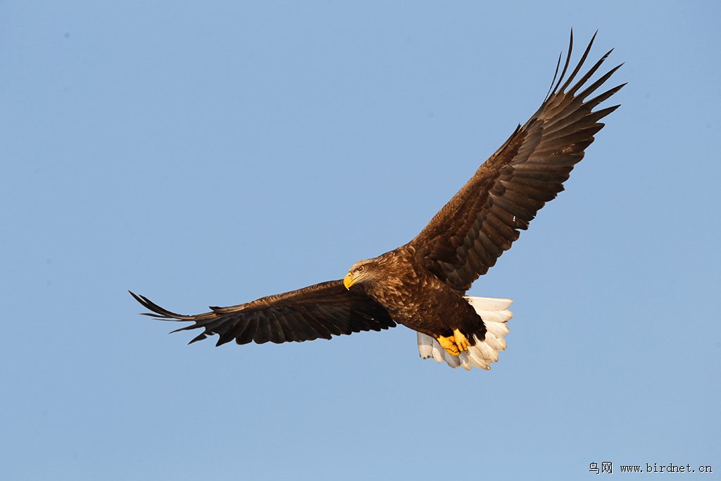 鹏程万里，生肖中的雄鹰之志