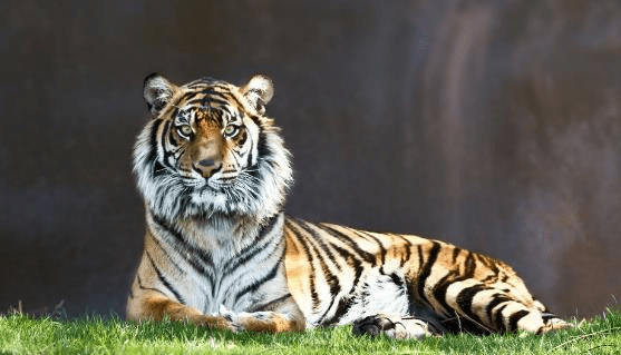 揭秘为虎作伥背后的生肖寓意与现实关注