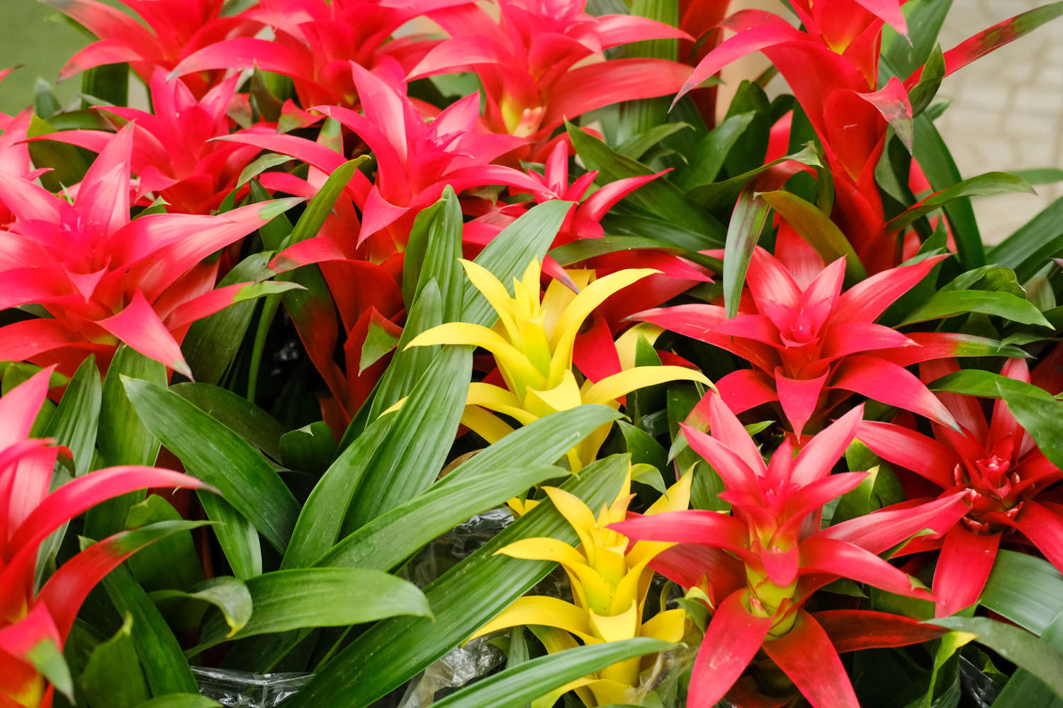 鸿运当头，生肖之谜与前沿解释的落实