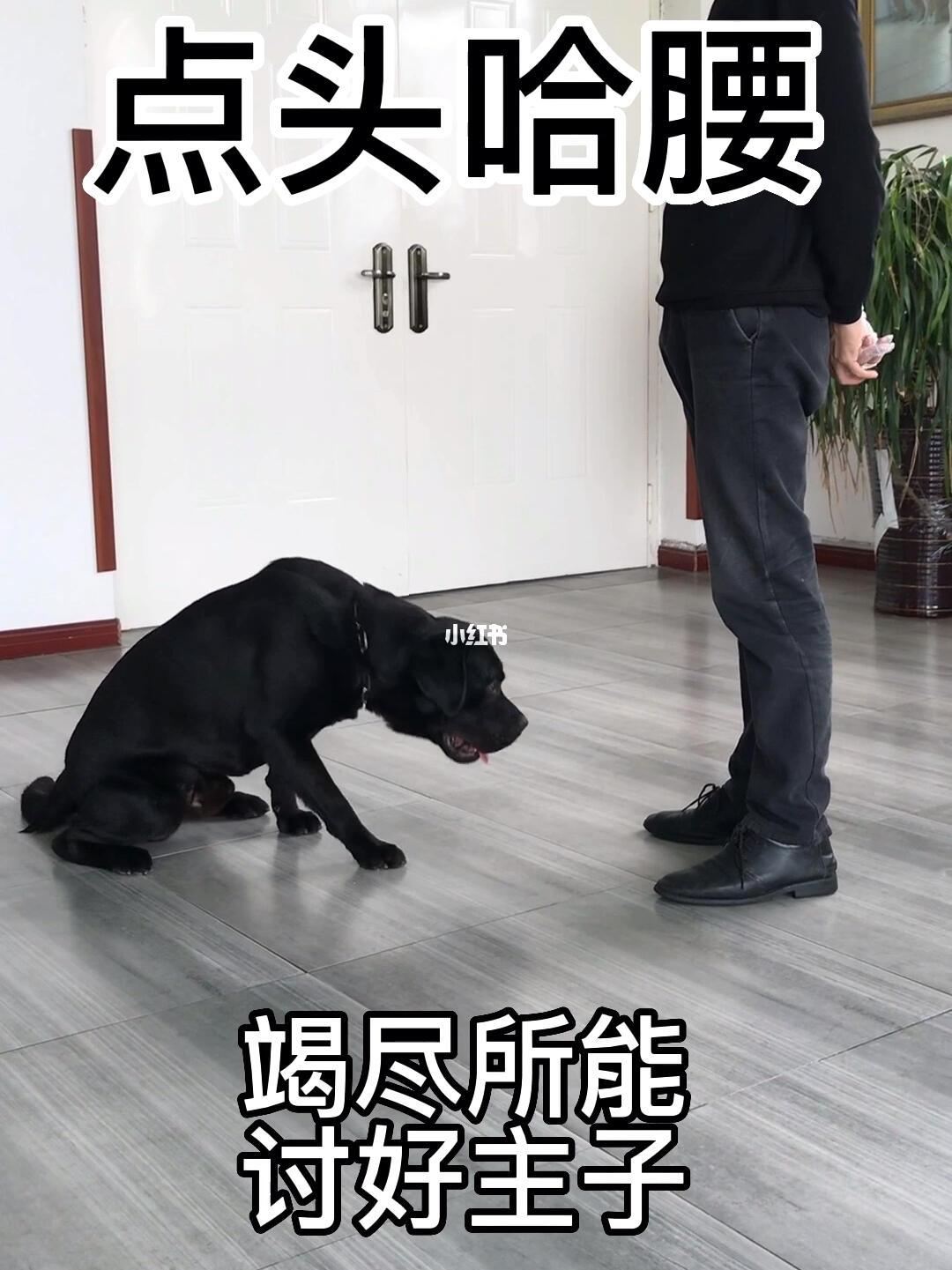 点头哈腰是什么生肖、搜索作答落实解释