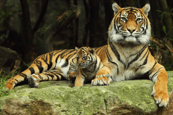 十二生肖中的小菜一碟，揭秘属兔人的轻松与从容