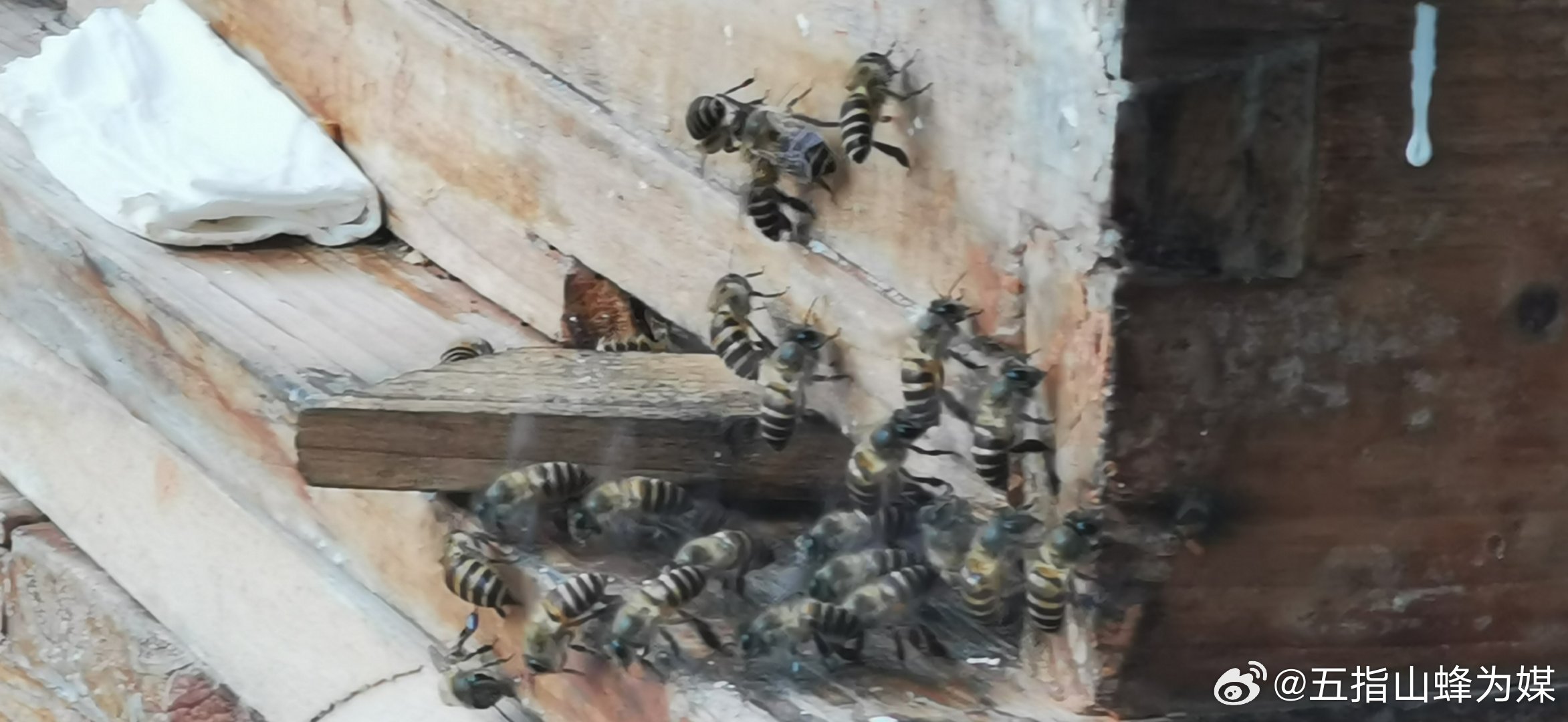 蜂拥而起打一正确生肖、谁来落实解答 蜂拥而起打一正确生肖、谁来落实解答