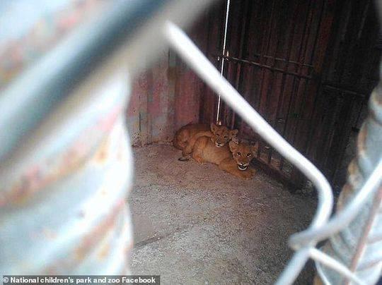 明目张胆的动物虐待，通用解释与落实的紧迫性